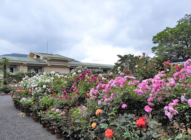 150種450株のバラが咲き誇ります