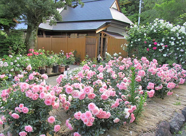 プリンセスハナコ花壇