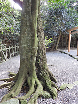 社域には種類の違う樹木が重なり合う