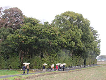 田園の中にたたずむ朽羅神社の杜