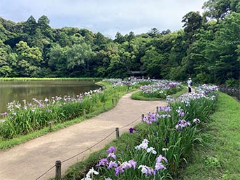 勾玉池の花菖蒲もきれいでした