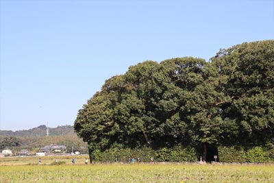 秋晴れの心地よい参拝