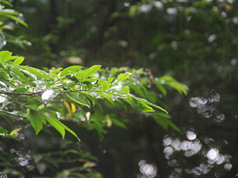 恵みの雨を浴び煌く