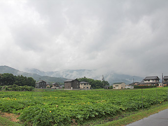 青々と実る神社近くの畑