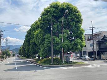 駅前のクスノキ並木のロータリー