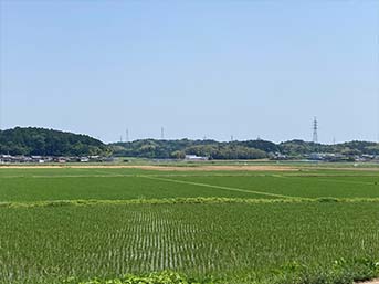 社地北側は田植えの済んだ水田と麦畑のコントラストが鮮やか