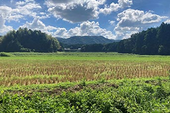  田に囲まれ、青と緑のコントラストが美しい	